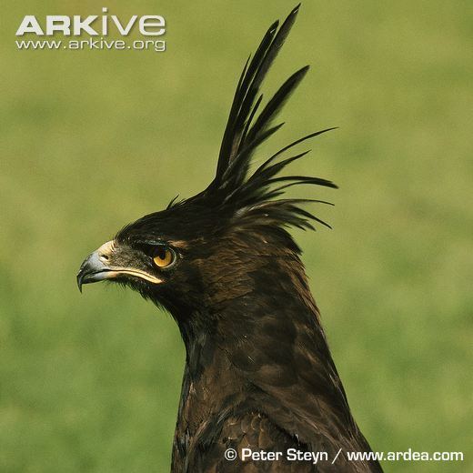 Crested eagle Longcrested eagle photo Lophaetus occipitalis G36899 ARKive