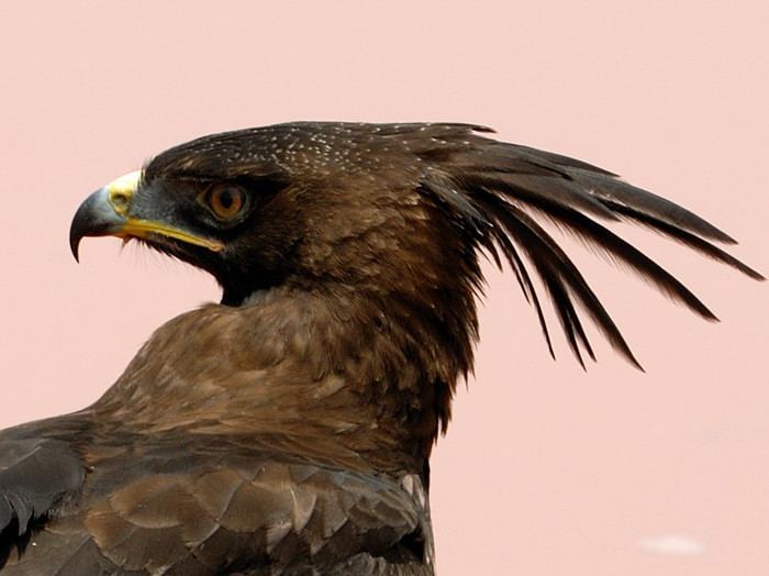 Crested eagle Longcrested Eagle