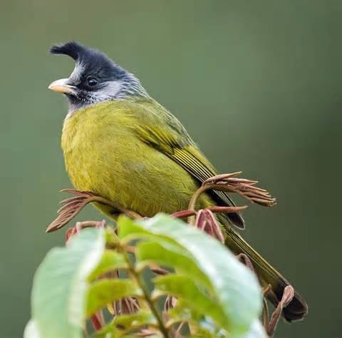 Crested finchbill - Alchetron, The Free Social Encyclopedia