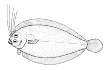 Crested flounder httpsuploadwikimediaorgwikipediacommonsthu