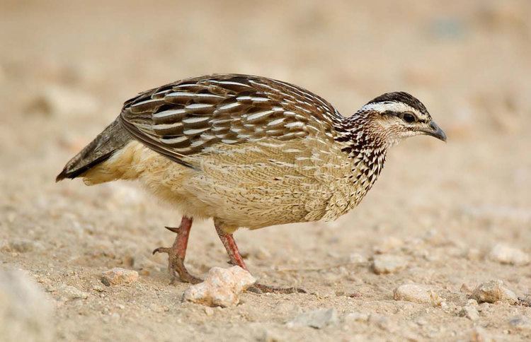 Crested francolin South African Game Bird Species Wingshooting Safaribound