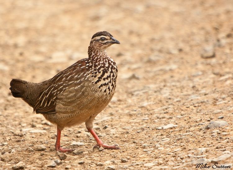 Crested francolin Crested Francolin Spurfowl OutdoorPhoto Gallery