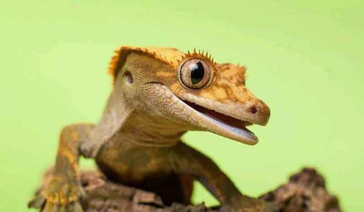 Crested gecko Crested Gecko Water