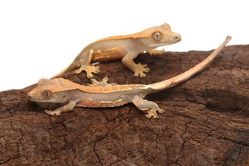 Crested gecko Crested Gecko Care Sheet