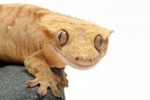 Crested gecko rivistacdnreptilesmagazinecomimagescachecach