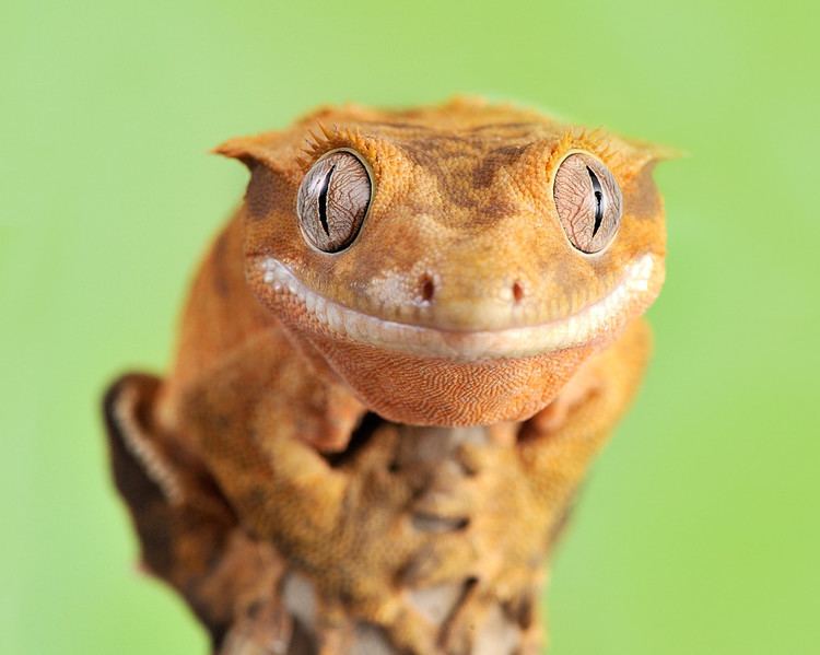 Crested gecko 1000 ideas about Crested Gecko on Pinterest Geckos Lizards and