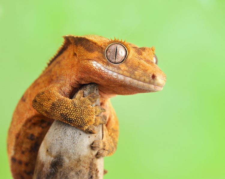 Crested gecko 1000 images about Crested Gecko on Pinterest Fantasia Orange and