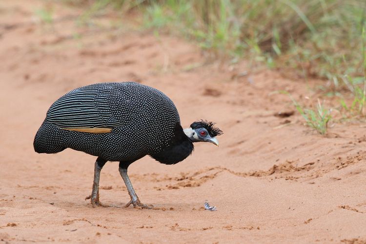 Crested guineafowl Crested Guineafowl Bird amp Wildlife Photography by Richard and