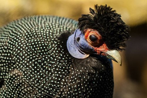 Crested guineafowl Kenya Crested Guineafowl Lincoln Park Zoo