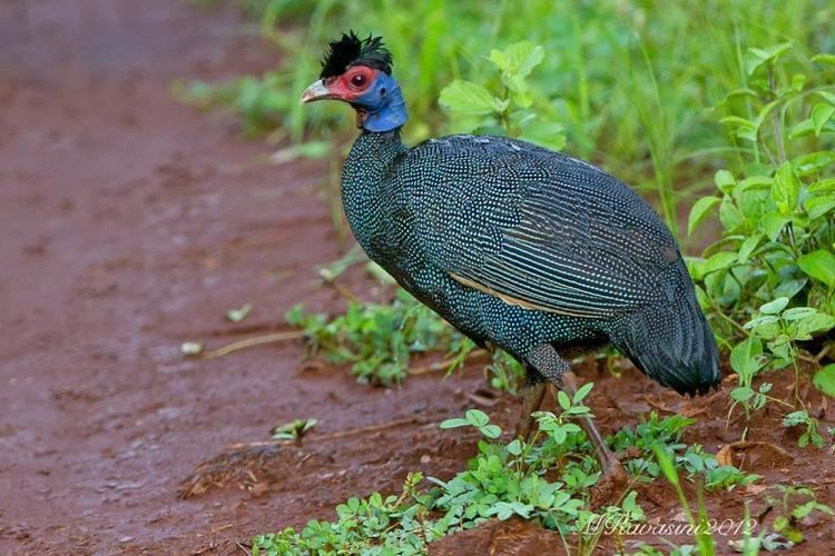 Crested guineafowl Eastern Crested Guineafowl Guttera pucherani videos photos and