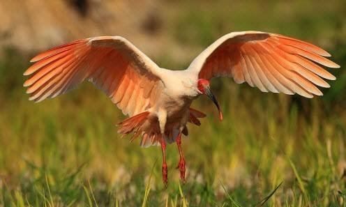 Crested ibis Crested Ibis Its Distribution Areas Features And Habitat In China