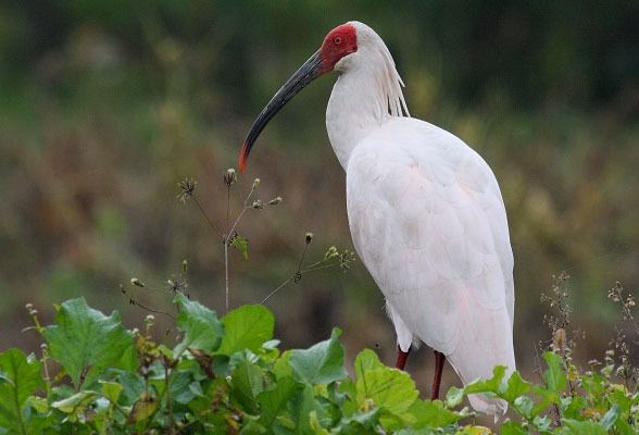 Crested ibis Crested Ibis The Japan Daily Press