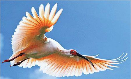Crested ibis 1000 images about Crested Ibis on Pinterest