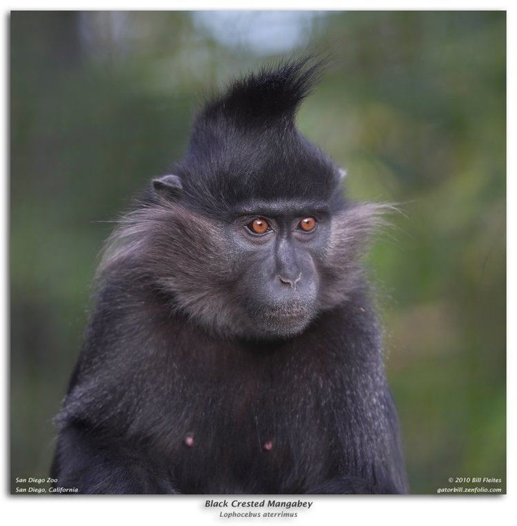 Crested mangabey 1000 images about Primates Old World Black Crested Mangabey