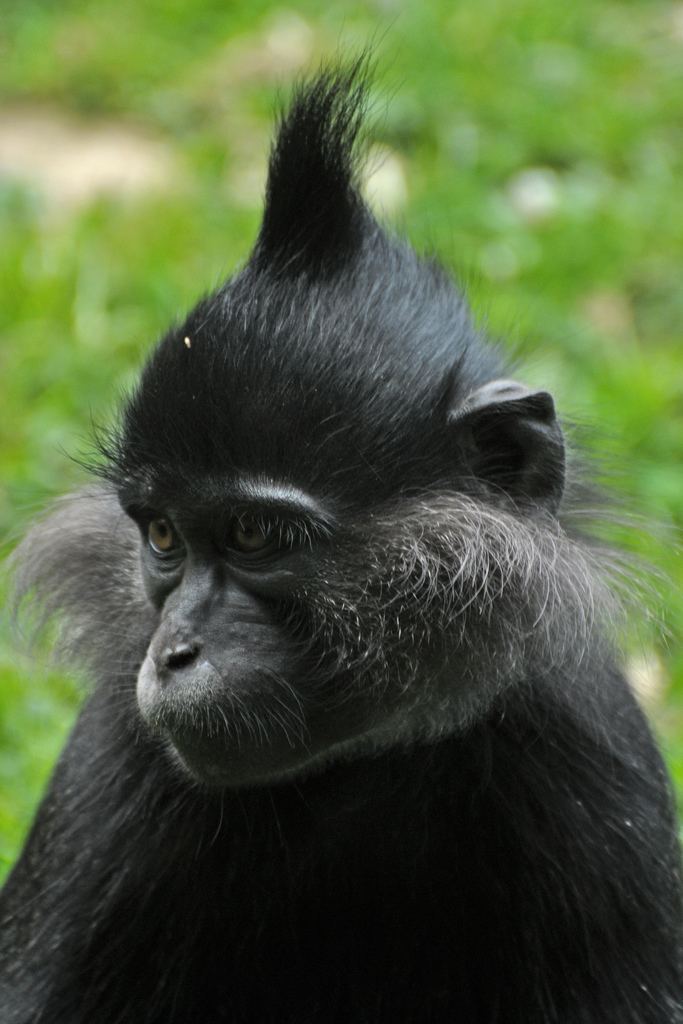 Crested mangabey Black Crested Mangabey Kuifmangabey Lophocebus aterrimus Flickr