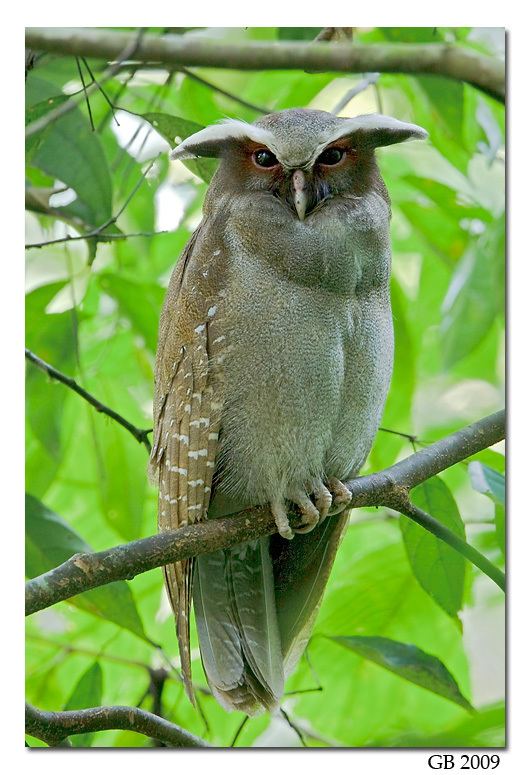 Crested owl CRESTED