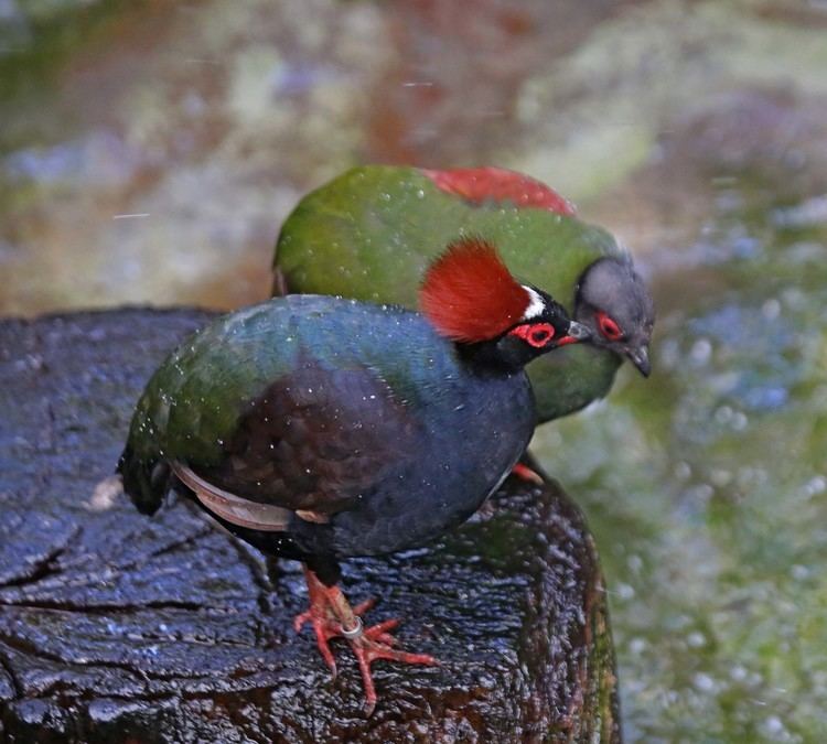 Crested partridge wwwnejohnstonorgbirds201203ImagesIMG3880jpg