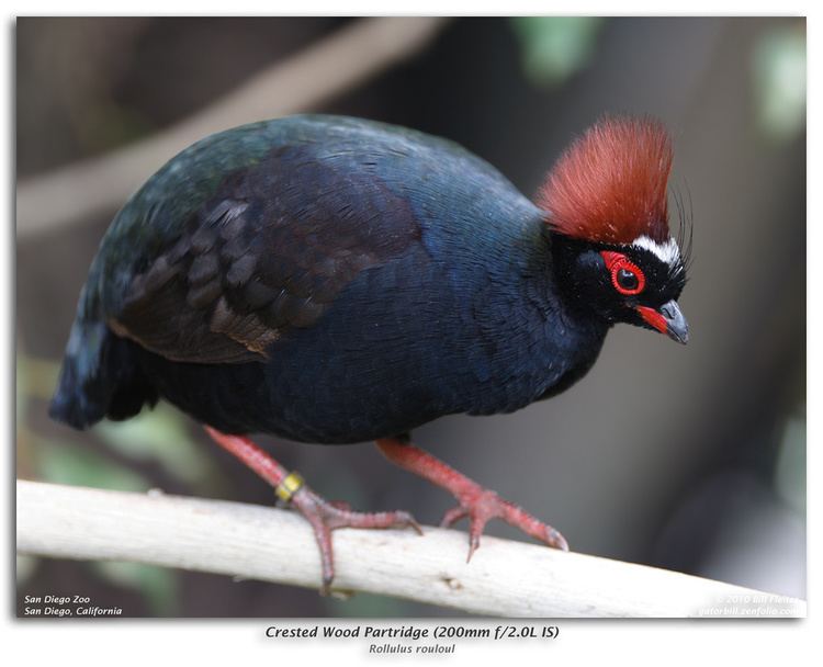 Crested partridge Crested woodpartridge