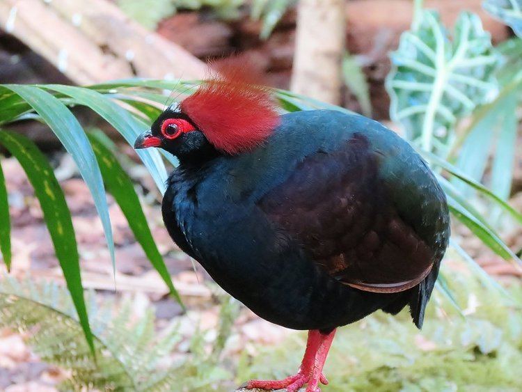 Crested partridge Crested woodpartridge