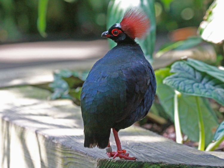 Crested partridge 1000 images about Partridge Rollulus on Pinterest