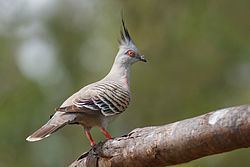 Crested pigeon Crested pigeon Wikipedia