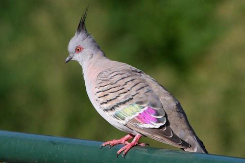 Crested pigeon Crested Pigeon Bushpea 117