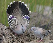 Crested pigeon httpsuploadwikimediaorgwikipediacommonsthu