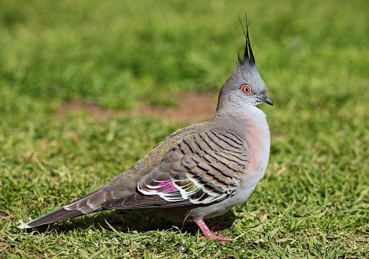 Crested pigeon Crested pigeon Wikipedia