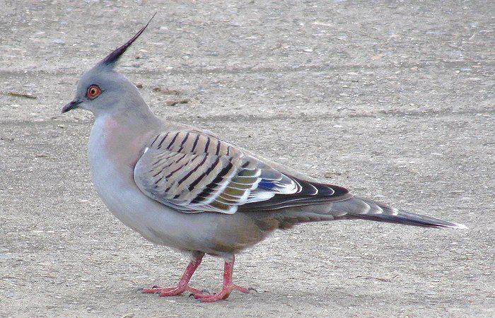 Crested pigeon Crested Pigeon Australian Bush Birds