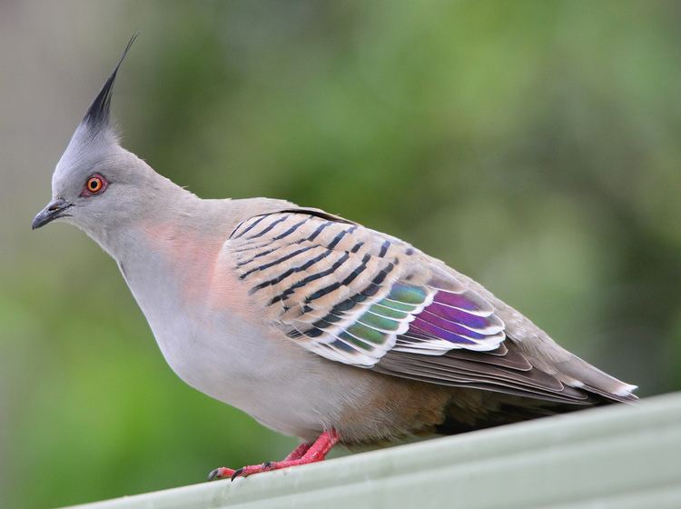 Crested pigeon Crested Pigeon