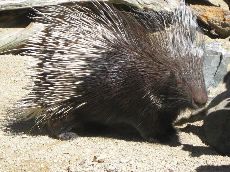Crested porcupine African Crested Porcupine Branson39s Wild World