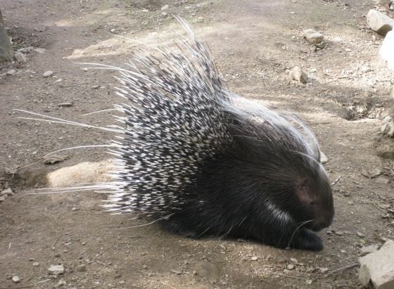 Crested porcupine Charles Paddock Zoo African Crested Porcupine