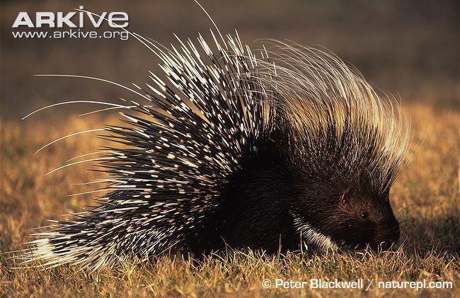 Crested porcupine North African crested porcupine videos photos and facts Hystrix