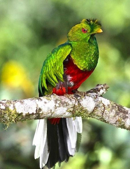 Crested quetzal Crested Quetzal BirdForum Opus