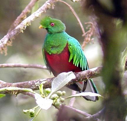 Crested quetzal Crested Quetzal