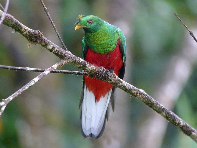Crested quetzal 1000 images about QUETZAL on Pinterest Maya Most beautiful and