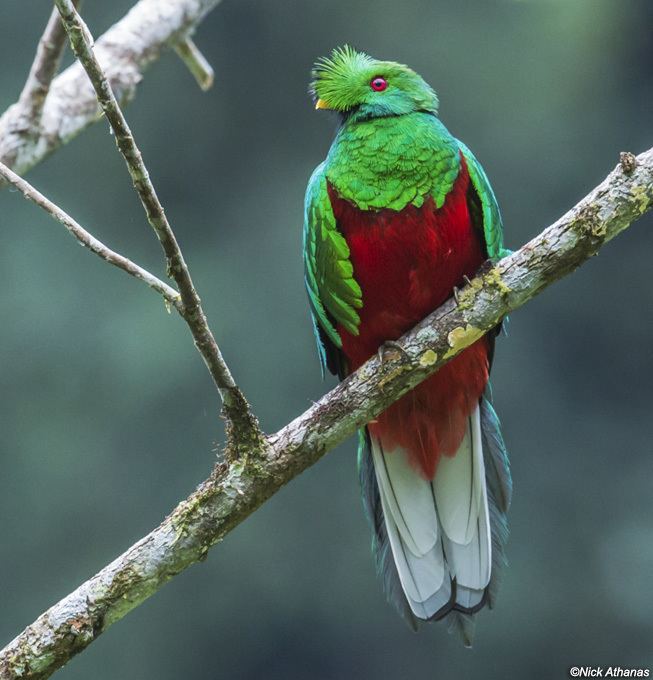 Crested quetzal antpittacomimagesphotostrogonsCrestedQuetzal