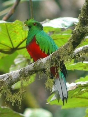 Crested quetzal Crested Quetzal BirdForum Opus
