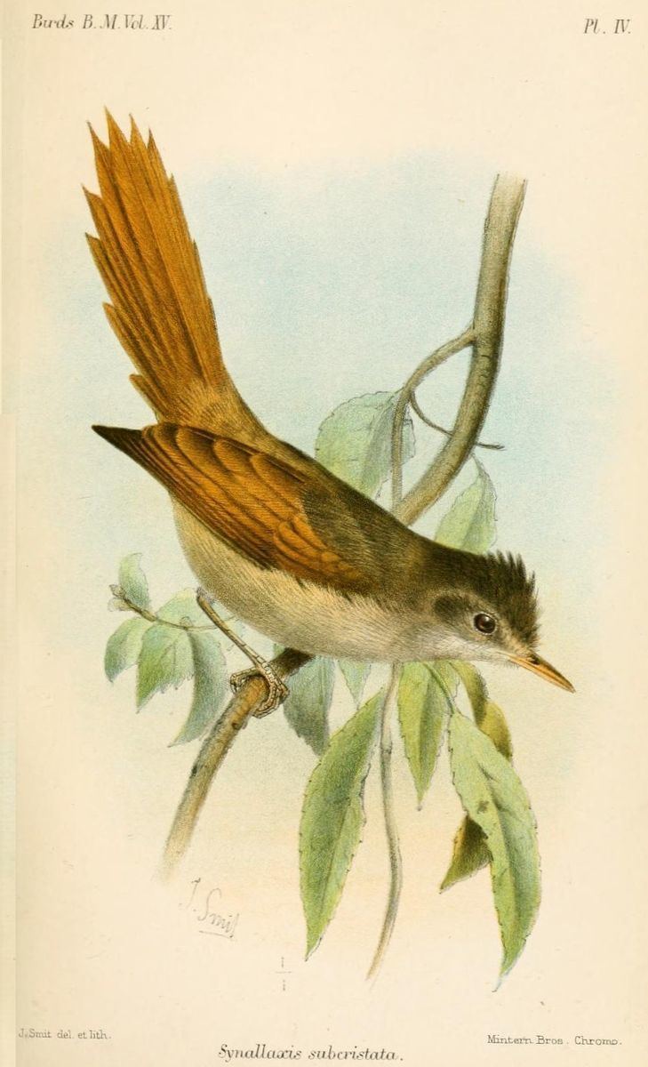Crested spinetail