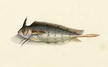 Crested weedfish httpsuploadwikimediaorgwikipediacommonsthu