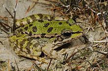 Cretan frog httpsuploadwikimediaorgwikipediacommonsthu