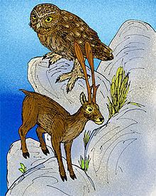 Cretan owl httpsuploadwikimediaorgwikipediacommonsthu