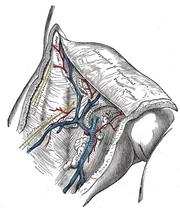 Cribriform fascia