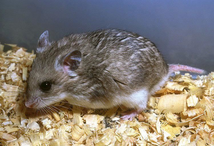 Cricetulus Image Cricetulus migratorius Gray Dwarf Hamster BioLibcz