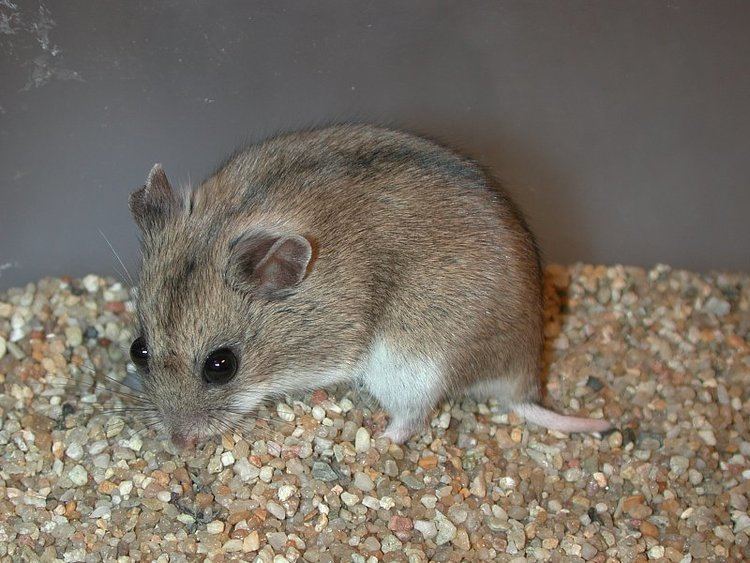 Cricetulus Cricetulus griseus MILNE EDWARDS 1867 Chinese striped hamster