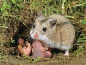 Cricetulus Stock Images of chinese hamster Cricetulus griseus 129156 Search