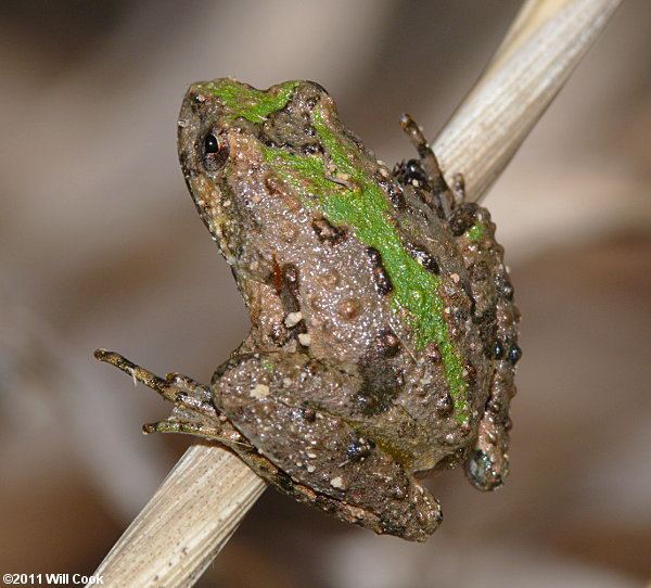Cricket frog Northern Cricket Frog Acris crepitans