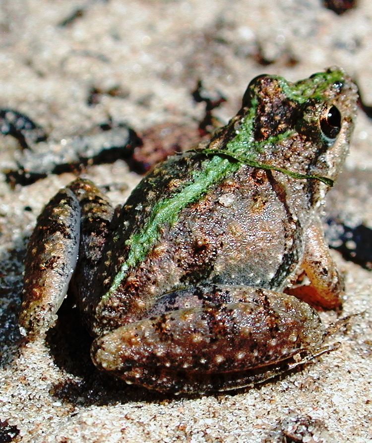 Cricket frog Cricket frog Wikipedia