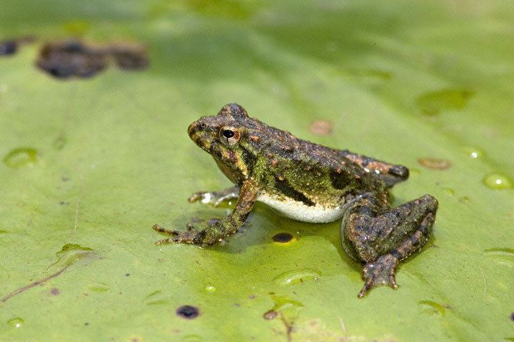 Cricket frog Northern Cricket Frog Acris crepitans