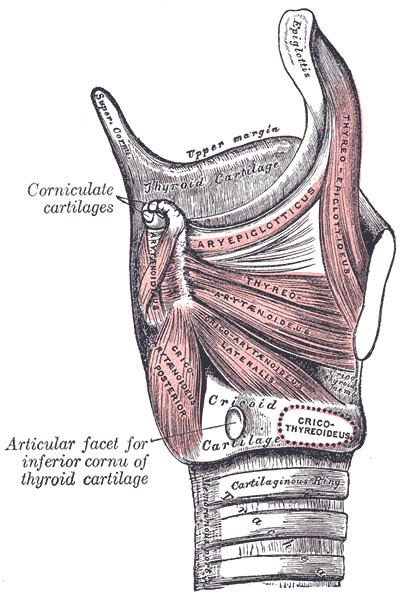Cricoarytenoid muscle